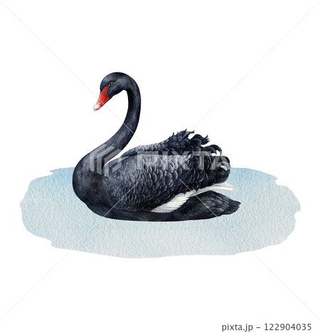Black swan bird swimming in the water watercolor illustration. Hand drawn Cygnus atratus Australia native waterfowl avian. Elegant vintage style painted single black swan beautiful bird Black swan bird swimming in the water watercolor illustration. Hand drawn Cygnus atratus Australia native waterfowl avian. Elegant vintage style painted single black swan beautiful bird 122904035