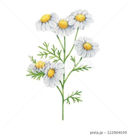 Chamomile herb stem with flowers and leaves watercolor illustration element. Hand drawn Matricaria chamomilla medicinal organic natural plant on white background. Vintage style chamomile illustration Chamomile herb stem with flowers and leaves watercolor illustration element. Hand drawn Matricaria chamomilla medicinal organic natural plant on white background. Vintage style chamomile illustration 122904039