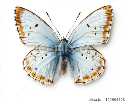 A delicate Common Blue butterfly with soft blue wings and intricate brown patterns A delicate Common Blue butterfly with soft blue wings and intricate brown patterns 122904308