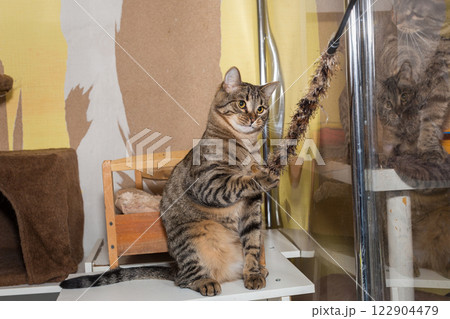 Beautiful grey tabby cat plays inl shelter Beautiful grey tabby cat plays inl shelter 122904479