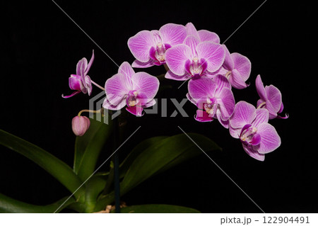 Branch of a purple  orchid, Vienna 122904491