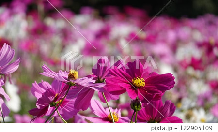 コスモスの花 コスモスの花 122905109