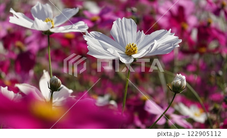 コスモスの花 コスモスの花 122905112