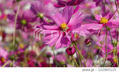 コスモスの花 122905115