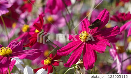 コスモスの花 122905116