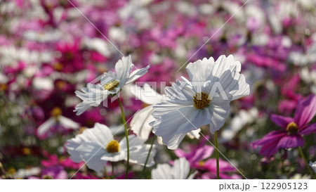 コスモスの花 122905123