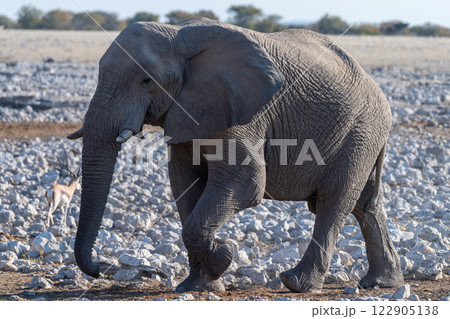 African Elephant in Etosha 122905138