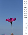 一輪のコスモス 122905402