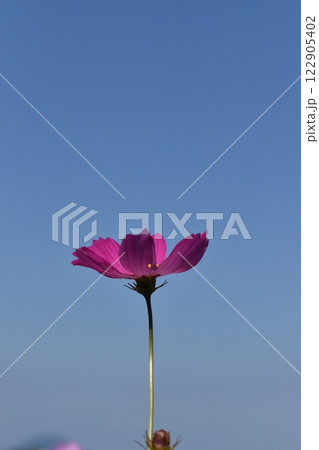 一輪のコスモス 122905402