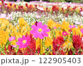 カラフルなコスモスたち 122905403