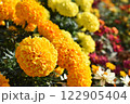 雨上がりの黄色いマリーゴールド 122905404