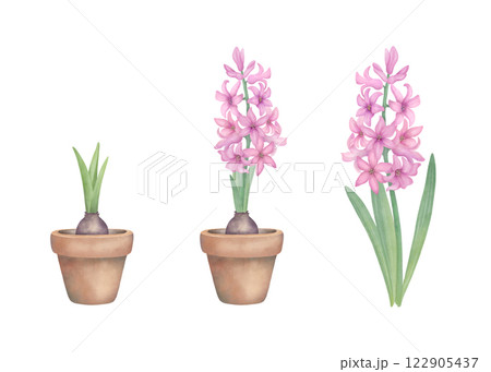 Pink hyacinths set. Hand drawn watercolor flowers, botanical illustration isolated on white. Floral design elements for invitations, greetings, wedding, postcards. 122905437