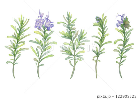 Blooming rosemary branches. Botanical watercolor illustration. Fresh green stems for packaging decoration of natural cosmetics, essential oils, herbal products 122905525