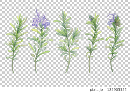 Blooming rosemary branches. Botanical watercolor illustration. Fresh green stems for packaging decoration of natural cosmetics, essential oils, herbal products 122905525