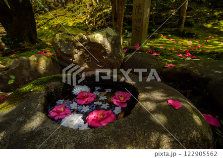 苔の上に落ちた椿の花 霊鑑寺の花手水 苔の上に落ちた椿の花 霊鑑寺の花手水 122905562