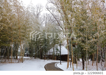 雪の竹林の風景 雪の竹林の風景 122906601