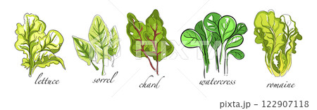 Leaf Vegetable and Herbs with Name Vector Set Leaf Vegetable and Herbs with Name Vector Set 122907118