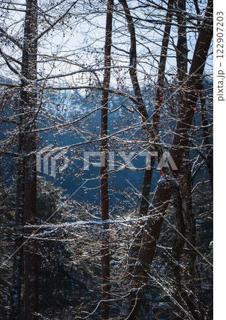 錯綜する光【長野県】 122907203