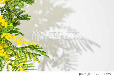 Flat lay of mimosa or acacia branches on light background with sunlight. Flat lay of mimosa or acacia branches on light background with sunlight. 122907569