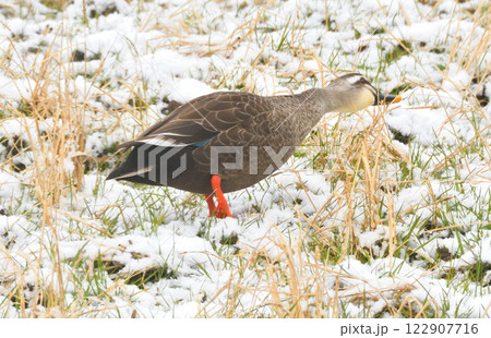 雪の中で落ち穂拾いするカモ 雪の中で落ち穂拾いするカモ 122907716