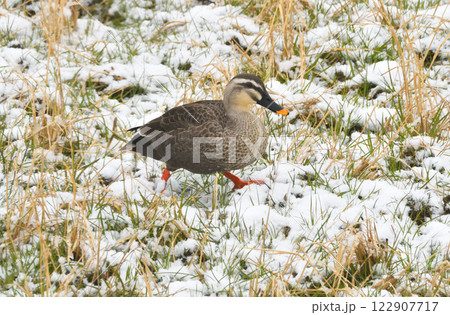 雪の中で落ち穂拾いするカモ 122907717