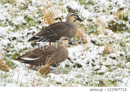 雪の中で落ち穂拾いするカモ 122907718