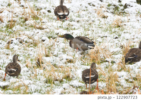 雪の中で落ち穂拾いするカモ 122907723