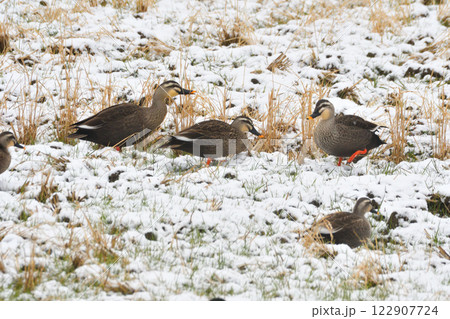 雪の中で落ち穂拾いするカモ 雪の中で落ち穂拾いするカモ 122907724