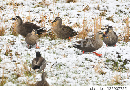 雪の中で落ち穂拾いするカモ 122907725