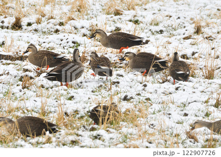 雪の中で落ち穂拾いするカモ 122907726