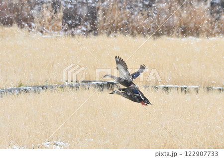 雪の中で落ち穂拾いするカモ 122907733