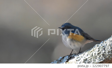 ルリビタキのオス 122907797