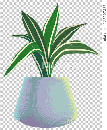 Lucky bamboo Dracaena sanderiana white stripe Lucky bamboo Dracaena sanderiana white stripe 122907828