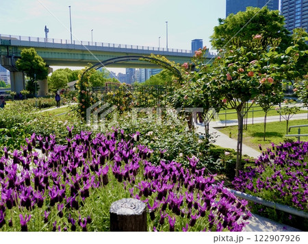 中之島公園のバラ園のバラが高速道路とビルを背景に咲いている風景　大阪市北区 122907926