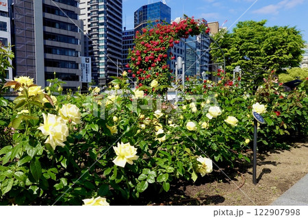 中之島公園のバラ園のバラが美しく咲き誇っている風景 大阪市北区 中之島公園のバラ園のバラが美しく咲き誇っている風景 大阪市北区 122907998