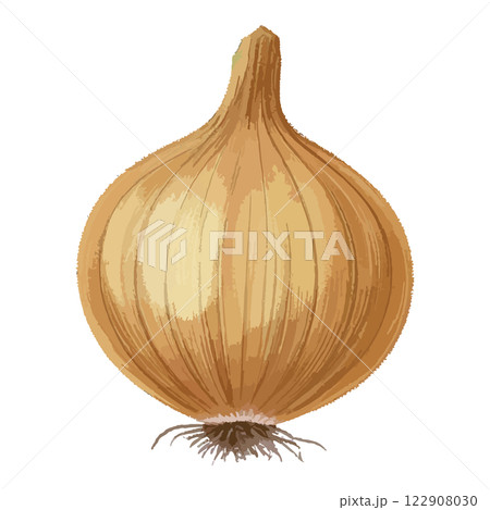 シンプルな玉ねぎの水彩風イラスト 生成AI シンプルな玉ねぎの水彩風イラスト 生成AI 122908030