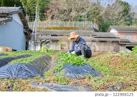 畑作業をする女性 田舎暮らし 家庭菜園 畑作業をする女性 田舎暮らし 家庭菜園 122908125