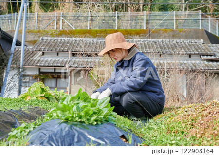 畑作業をする女性 田舎暮らし 家庭菜園 畑作業をする女性 田舎暮らし 家庭菜園 122908164
