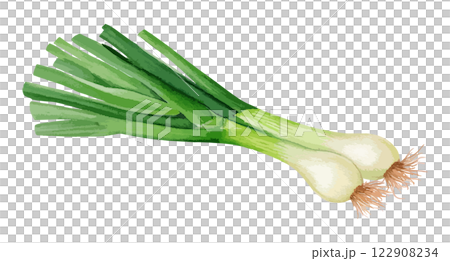 葉玉ねぎの水彩風イラスト　生成AI 122908234