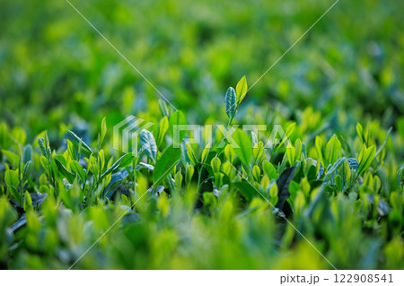 Green tea trees in spring mountains Green tea trees in spring mountains 122908541