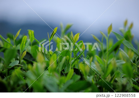 Green tea trees in spring mountains Green tea trees in spring mountains 122908558
