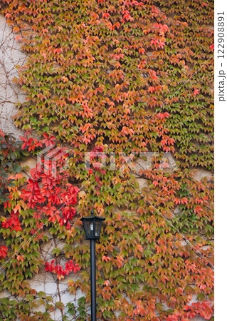 Retro lantern near the wall of an ivy-braided house. Climbing plants in landscape design. Autumn background, outdoor scene with street lantern. Fall season, vertical banner Retro lantern near the wall of an ivy-braided house. Climbing plants in landscape design. Autumn background, outdoor scene with street lantern. Fall season, vertical banner 122908891