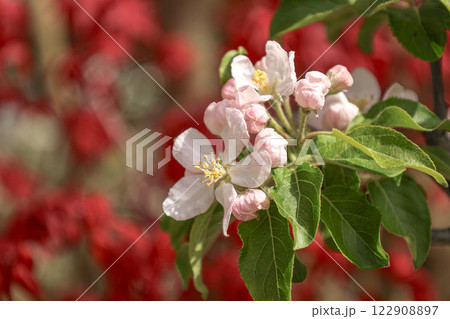 姫リンゴ 姫リンゴ 122908897