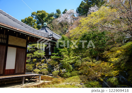 春　霊鑑寺の椿と書院、本堂 122909418