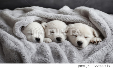 ふわふわブランケットで眠る3匹の白い子犬 | モノトーン光景 ふわふわブランケットで眠る3匹の白い子犬 | モノトーン光景 122909515