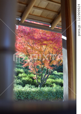 縁側から見える紅葉 122909924