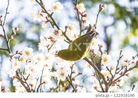 梅の花の蜜を吸うメジロ 122910190
