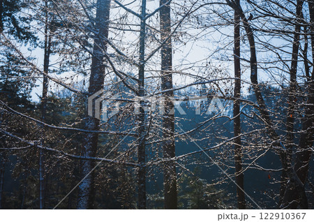 錯綜する光【長野県】 122910367