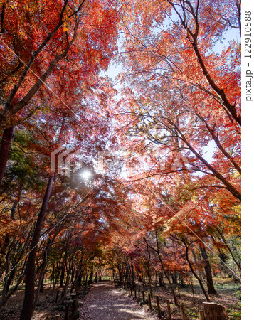 秋晴れに映える鮮やかに色づいた紅葉の散策路 122910588