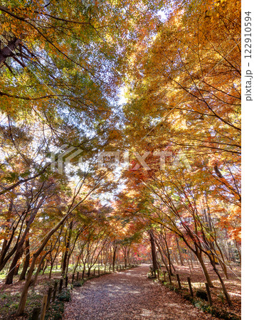 秋晴れに映える鮮やかに色づいた紅葉の散策路 122910594